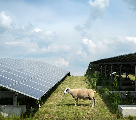 Sheep eating mustard plants at the solar farm in Gelderland, the Netherlands